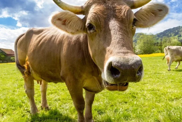 Wendell Berry said it best when he said that “eating is an agricultural act.” Our mission is to change the food system by providing a healthy, fresh alternative to industrial food.