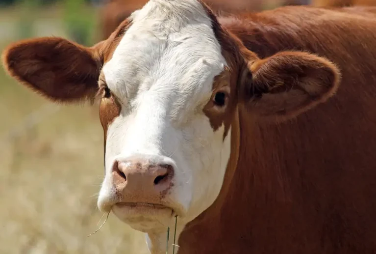 We grow fresh, organic produce using clean methods that protect nature, healthy food.