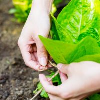 plant investigation